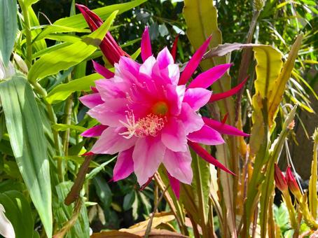 クジャクサボテンの花 クジャクサボテン,花,大輪の写真素材