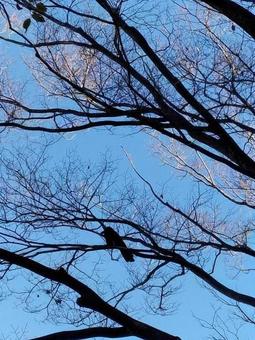 鳥と枯れ枝と青空 鳥と枯れ枝と青空の写真