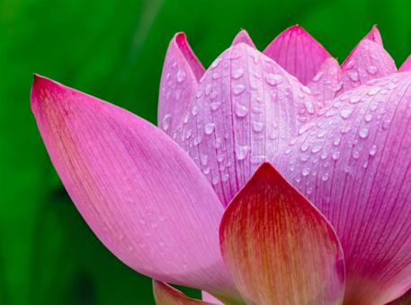 Photo, ancient lotus, lotus, lotus flower, 