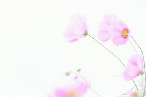 ハイキーソフトフォーカス白背景のコスモス ハイキーソフトフォーカス白背景のコスモスの写真
