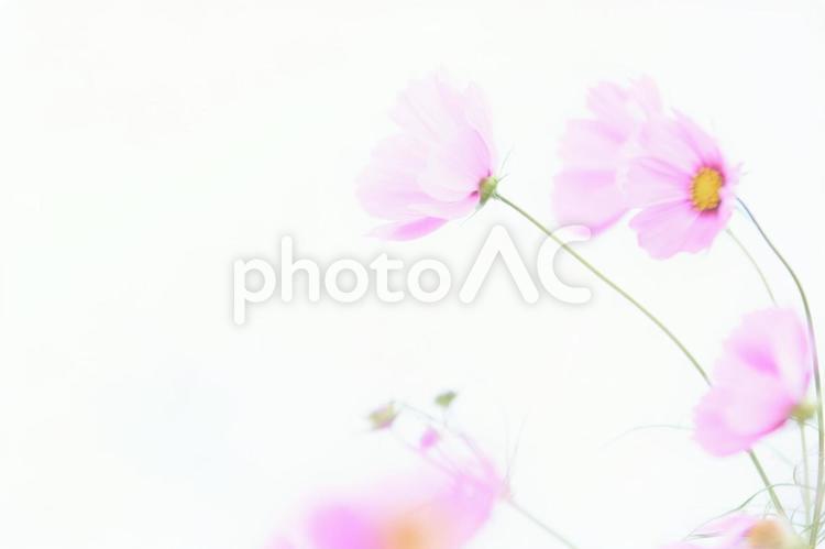 ハイキーソフトフォーカス白背景のコスモス コスモス,花,ハイキーの写真素材
