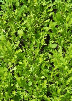 水菜の新葉 水菜の新葉の写真