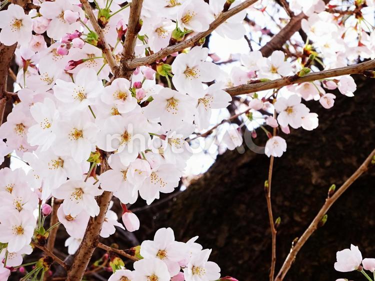 桜と木２ 桜,櫻,さくらの写真素材