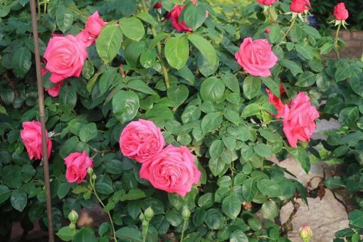 5月 植物,花,5月の写真素材
