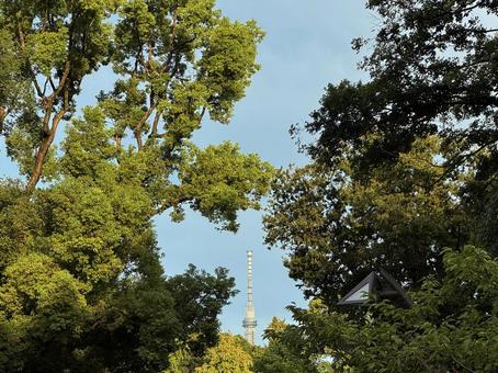 東京スカイツリー 東京スカイツリーの写真