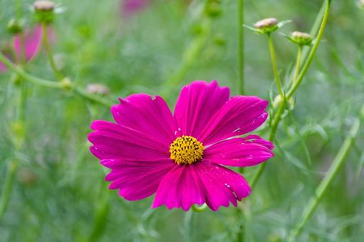 濃いピンクのコスモスの花 濃いピンクのコスモスの花 コスモス,花,秋の写真素材