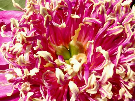 花壇に咲く赤いシャクヤク・花のアップ 花壇に咲く赤いシャクヤク・花のアップの写真