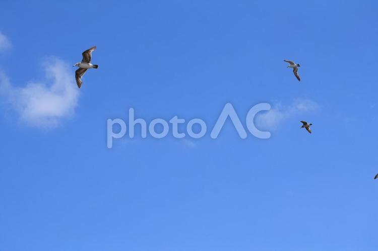 夏の大空と鳥の群れ 空,鳥,野生動物の写真素材