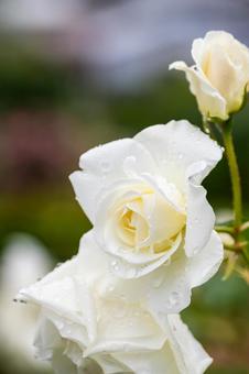 Early Summer Roses 8, JPG