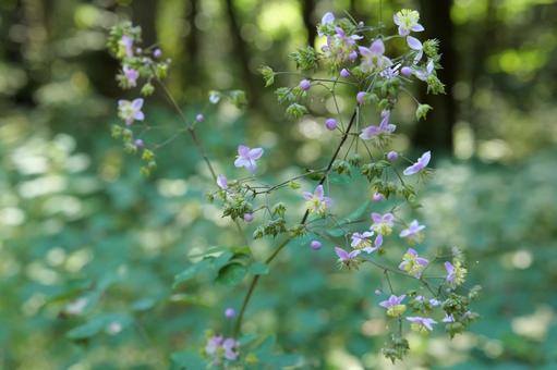 森の野草シキンカラマツ 森の野草シキンカラマツの写真