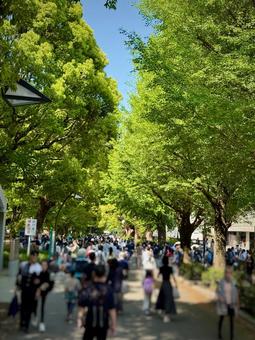 ゴールデンウィークの上野 公園 ゴールデンウィークの上野 公園 インバウンド,葉桜,観光の写真素材