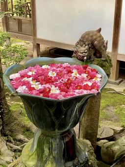 椿 椿 柄,背景,壁紙の写真素材