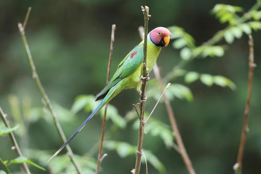 コセイインコ コセイインコの写真