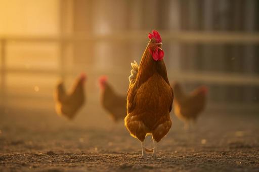 夕暮れ時の放牧鶏たち 夕暮れ時の放牧鶏たちの写真