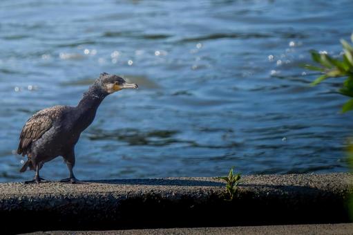 水辺のカワウ カワウ,野鳥,鳥の写真素材