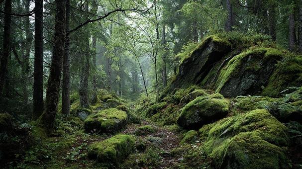 森の中の穏やかな散策路 森の中の穏やかな散策路の写真