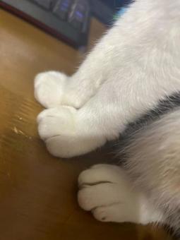 Photo, cat, animal, tiny, 