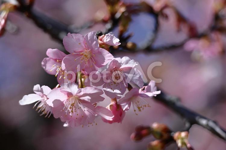 伊豆発祥の早咲き桜 河津桜,花,バラ科の植物の写真素材