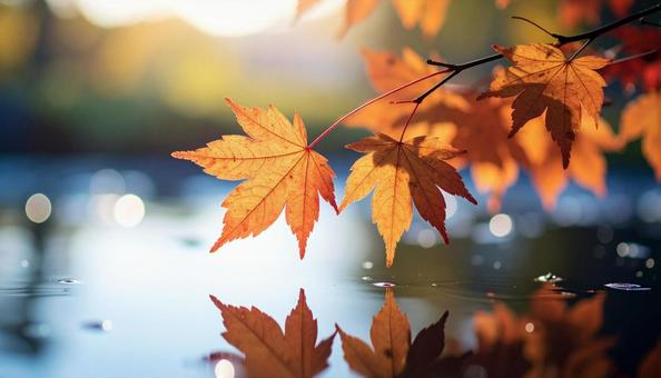 秋の紅葉 秋の紅葉の写真