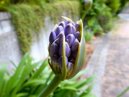 Photo, agapanthus, purple clam, cliviaceae, 