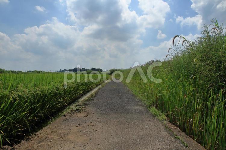 田舎の風景 稲穂,田舎,風景の写真素材