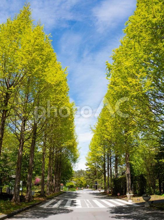 新緑の並木道と青空｜初夏の軽井沢 並木道,新緑,初夏の写真素材