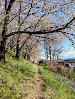 桜道 桜道 桜並木,お花見,田舎の写真素材