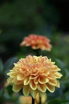 色鮮やかな大輪 色鮮やかな大輪 ダリア,花,キク科の植物の写真素材