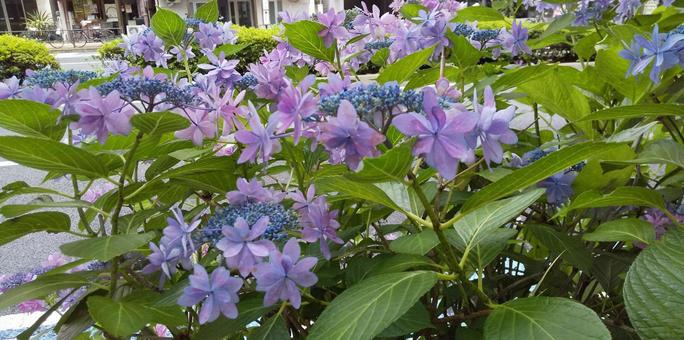 花暦 春日通歩道の薄桃色額紫陽花(水無月 花暦 春日通歩道の薄桃色額紫陽花(水無月の写真