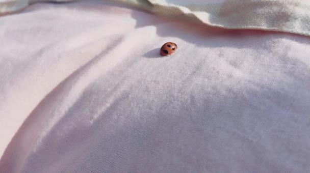 てんとう虫 てんとう虫の写真