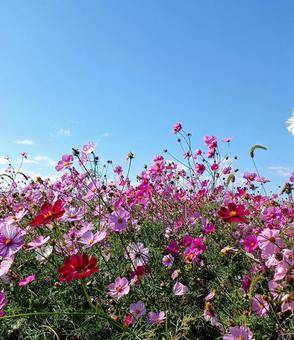 青空にコスモス コスモス,秋,コスモス畑の写真素材