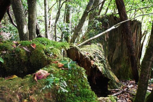 屋久杉 屋久杉の写真