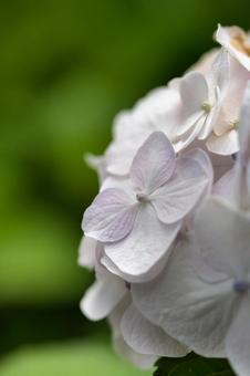 紫陽花 紫陽花の写真