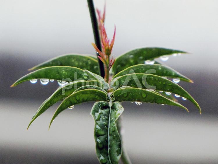 雨上がりの光景 雨上がりの芸術,新芽,植物の写真素材