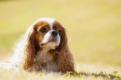 キャバリア・キングチャールズ・スパニエル 犬,キャバリア,キングチャールズの写真素材