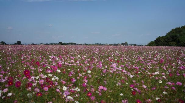 中津市の一面のコスモス畑の写真