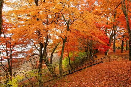 湖畔に続く階段 風景,秋,もみじの写真素材