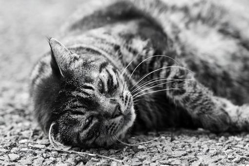 Cat 5, JPG