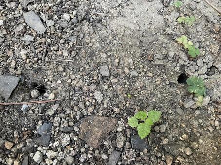 セミの穴 セミの穴の写真