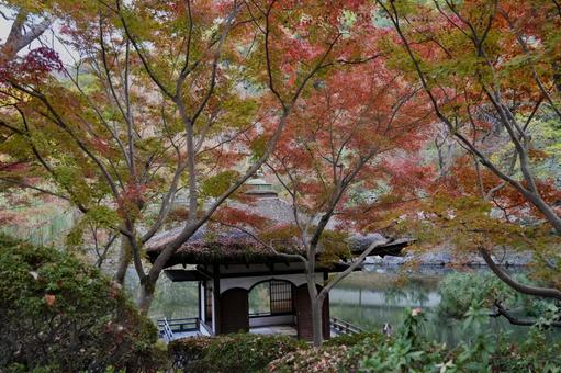和歌山城紅葉溪庭園② 和歌山,紅葉溪庭園,秋の写真素材