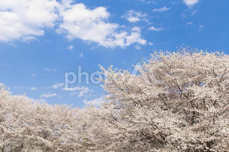 桜　さくら　咲く　青空　背景 桜,さくら,サクラの写真素材