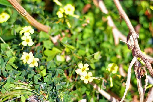 春の黄色い小花の写真
