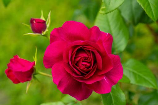 「愛情」が花言葉、赤い薔薇 「愛情」が花言葉、赤い薔薇の写真