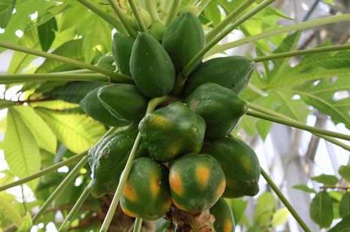 パパイヤの実のなっている木のアップ パパイヤ,実,なっているの写真素材