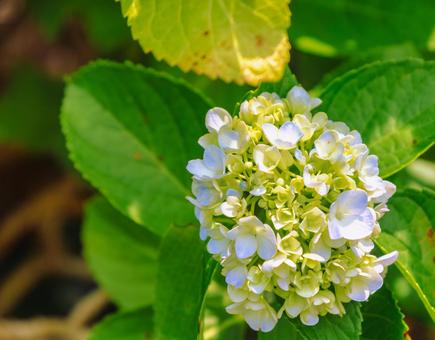アジサイの花27 アジサイの花27の写真