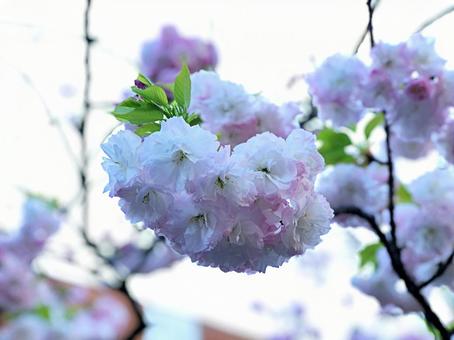 桜と空5 桜と空5の写真