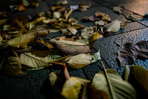 都内の落ち葉 落ち葉,東京,都内の写真素材
