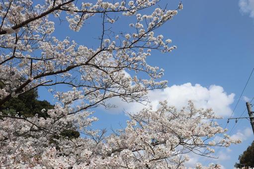 Photo, cherry blossoms, beautiful, pink, 