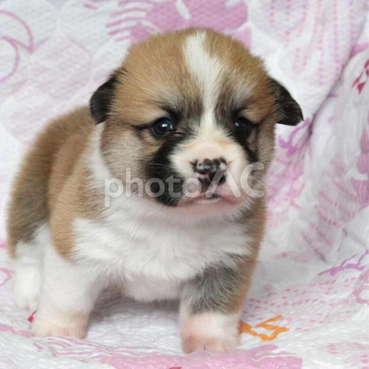 可愛いコーギーの子犬06 ペット,犬,コーギーの写真素材