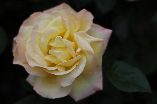 淡い黄色のグラデーション バラ,薔薇,イエローの写真素材